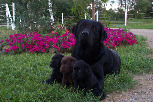 Picture of Magnum with 3 pups