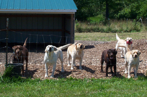 Picture of the girls in the yard