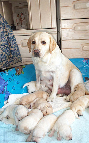Picture of Honey and pups