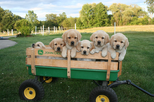Picture of butter pups