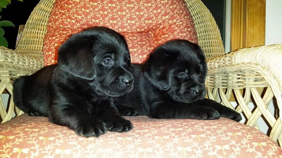 Picture of pups