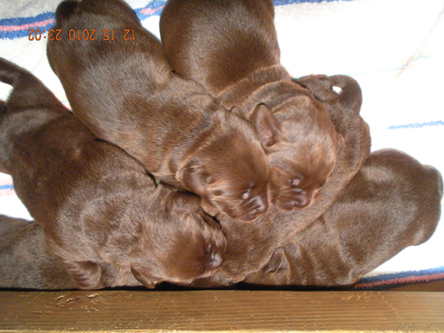Picture of Marley pups