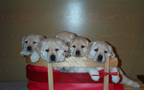 Picture of Pups in sleigh